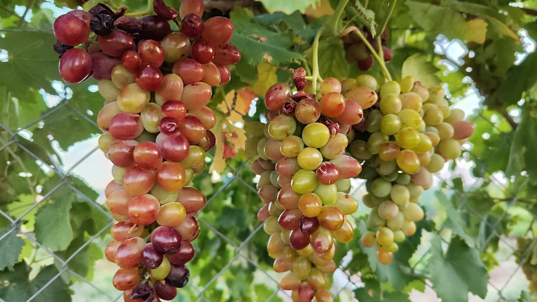 +964صورة من منصة (شبكة): 