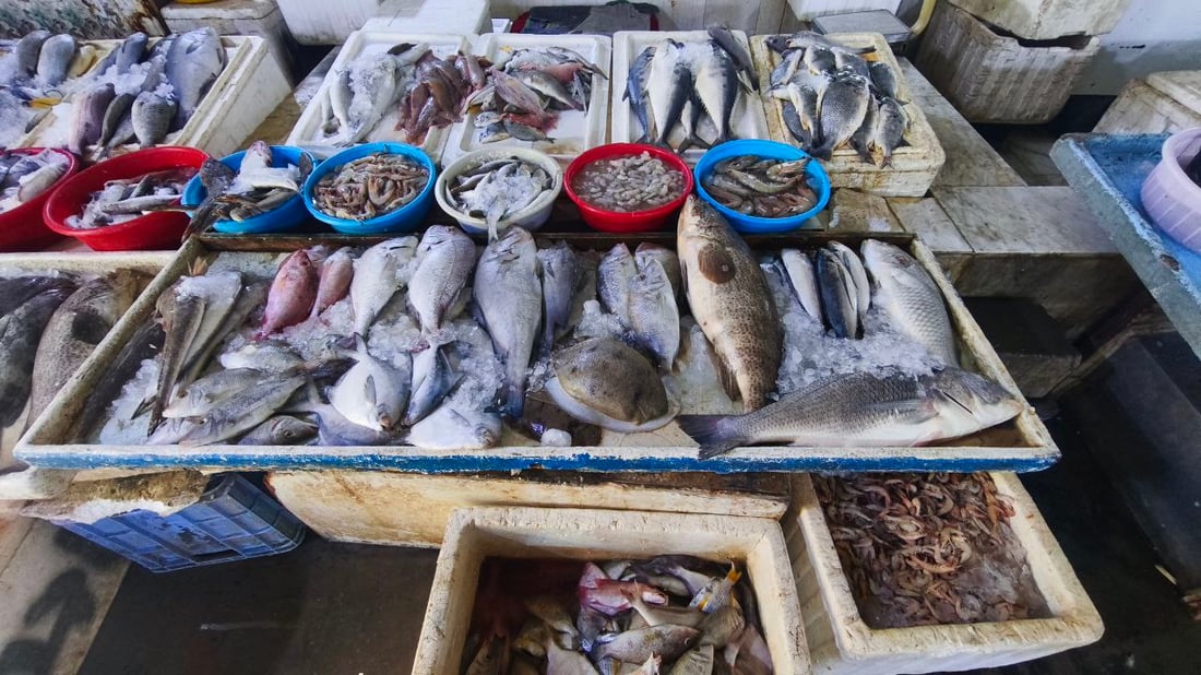 سمكة الضلعة لم تتأثر بالحرب.. 5 أطنان في مرسى النقعة (صور)