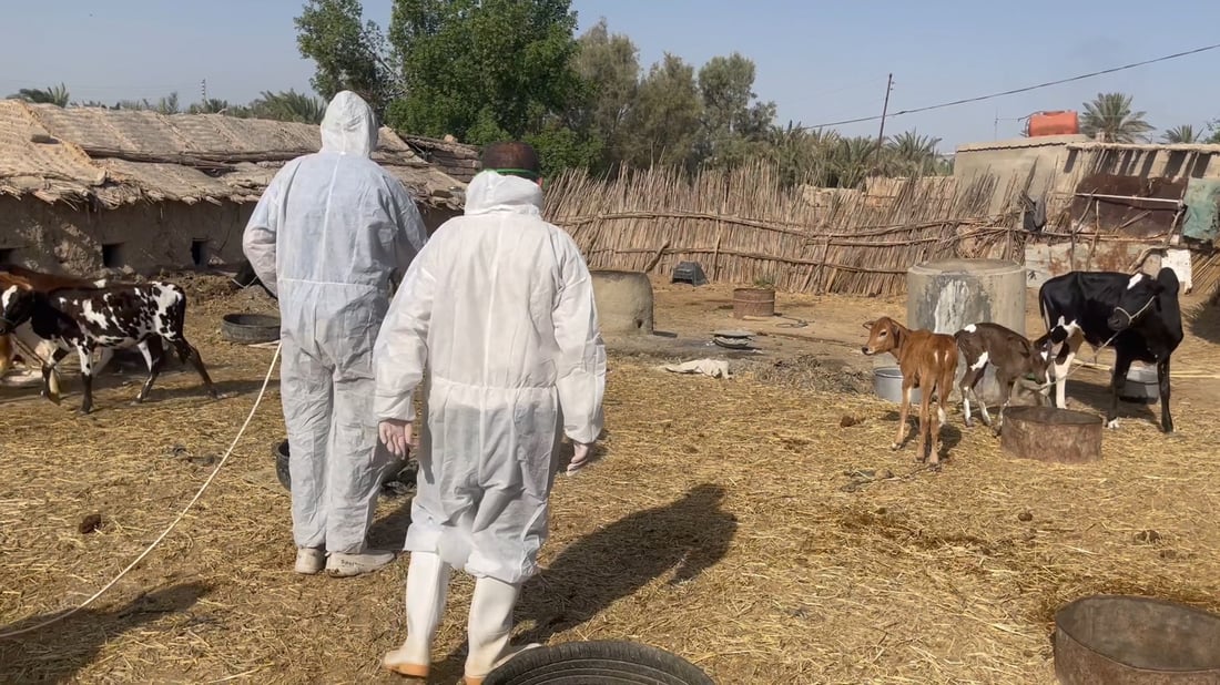 صور: علوة مواشي الناصرية معفّرة قبيل العيد لكن الجزارين قلقون من تسرب القرادة