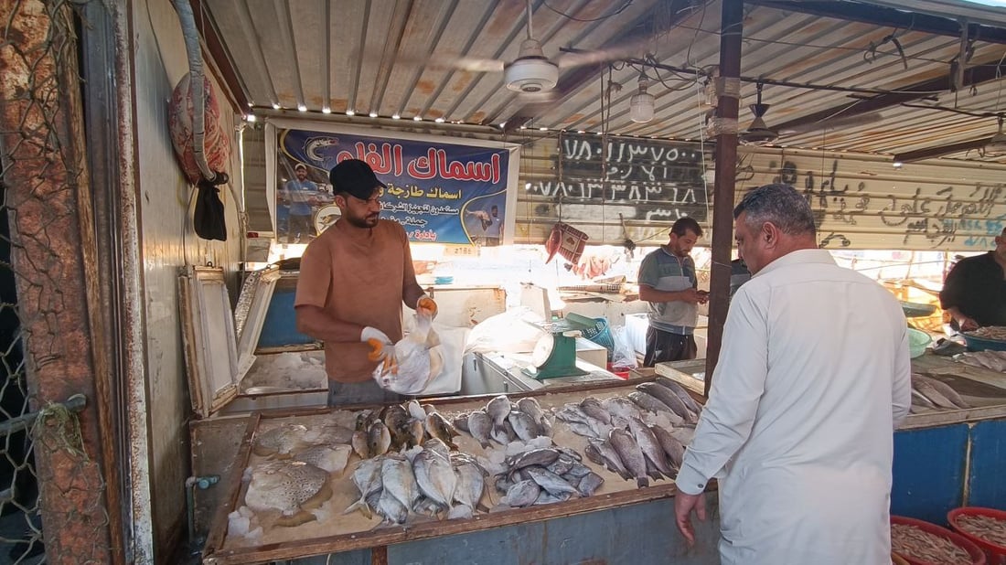 السلمون البرتقالي وصل.. صور وقائمة بأسعار سمك البحر في الفاو