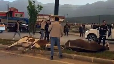 عمود كهرباء يصعق 3 أبقار وسط الشارع في دهوك