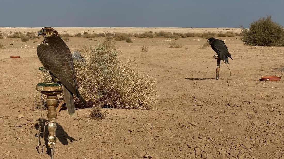 إذا شبع الصقر طار.. صقارة السماوة يطاردون الحبارى بـ “الجير شاهين” المهجن (فيديو)