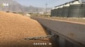 دانەوێڵەی عێراق؛ هەوڵدەدەین تەواوی بەرهەمی گەنم وەربگرین