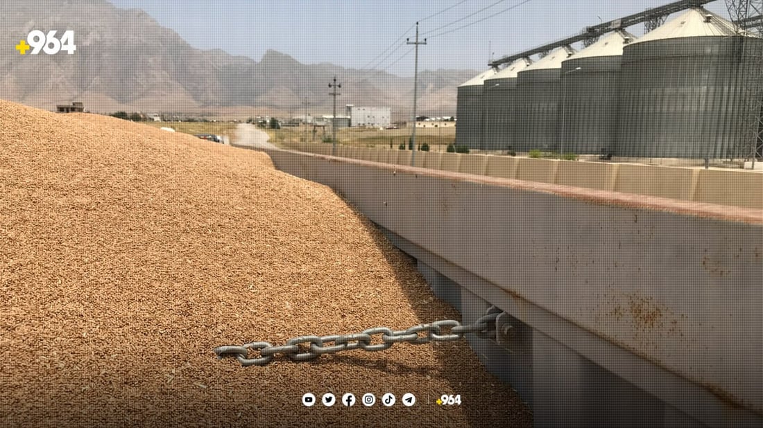 دانەوێڵەی عێراق؛ هەوڵدەدەین تەواوی بەرهەمی گەنم وەربگرین