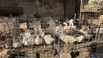 “بۆ ماڵە خەزوران دەیبەن”؛ نرخی قاز گران بووە