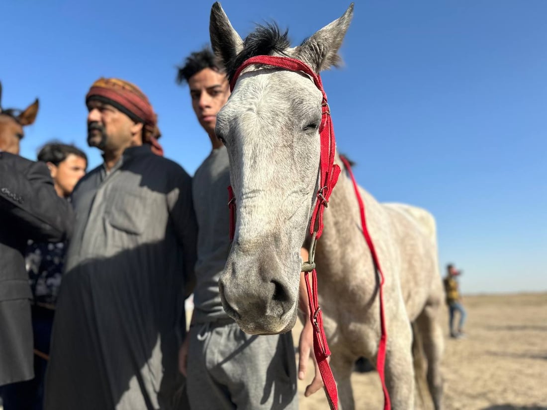 كرد في الديوانية للتنافس في سباق الخيول العربية