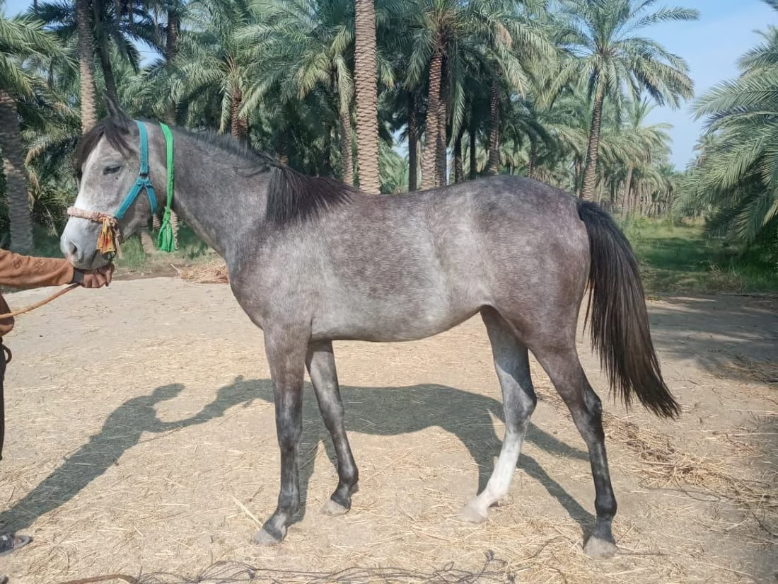 Equine register hopes to improve Iraq’s equestrian scene