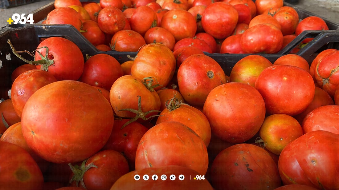 حاجی ئۆمەران ئەمساڵ تەماتەی زۆر بوو نرخی کەم بوو