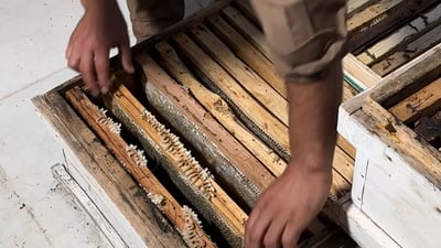هەنگوین هەر شیرن نیە و تاڵ و ترشیشی هەیە