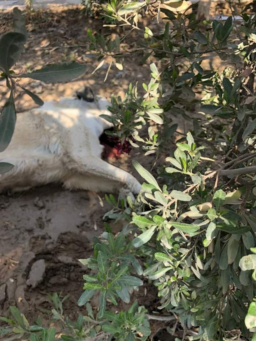 صور “قاسية” من ديالى: إبادة جماعية “بلا رحمة” للكلاب