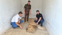 فيديو: أسد تائه في بابل.. الشرطة خدرته ونقلته من أبو عصافير إلى الحلة