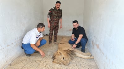فيديو: أسد تائه في بابل.. الشرطة خدرته ونقلته من أبو عصافير إلى الحلة
