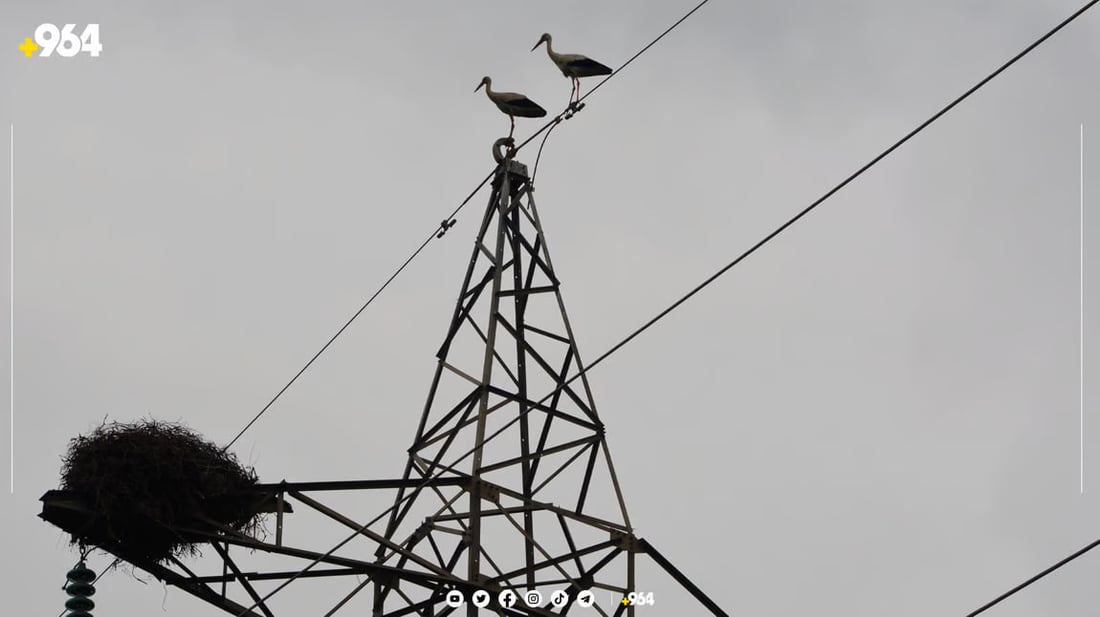 صور من السليمانية: اللقلق يبنى الأعشاش على أبراج الكهرباء.. سيهاجر بعد 8 شهور