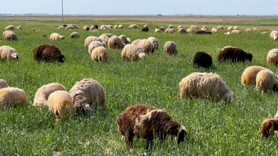 مربو الأغنام العراقية بعد تجربة حقن المهبل: الأنثى تتزاوج أكثر وتلد توائم