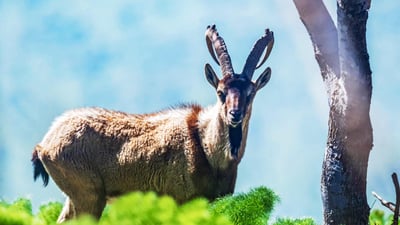 ئاژه‌ڵدۆستانى مه‌خمور ده‌یانه‌وێت بزنى مێینه‌ ببه‌نه‌ چیای قه‌ره‌چوغ و توخم و وه‌چه‌كانى زیاد بكه‌ن