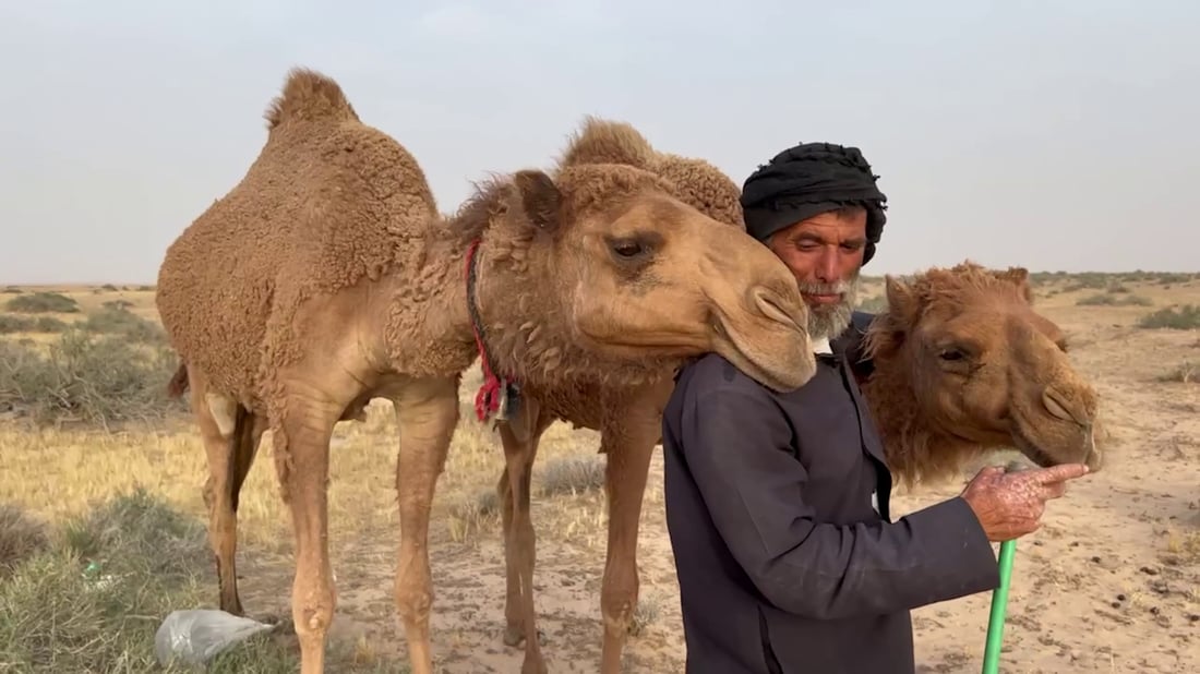 فيديو: بدو السوالم عادوا بالإبل إلى مراعي البصرة.. رحلة الشتاء انتهت