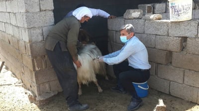 هه‌ڵمه‌تى كوتانى مەڕوماڵات له‌ سنوورى قوشته‌په‌ ده‌ستیپێكردووه‌