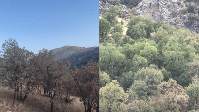 پاییز لە بارزان زووتر خۆی نواند و گەڵای دارەکانی وەراند