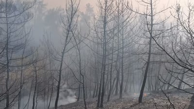 حر شديد يضرب دهوك ويتسبب باحتراق 300 دونم من غابات زاويتة.. معظمها أشجار صنوبر
