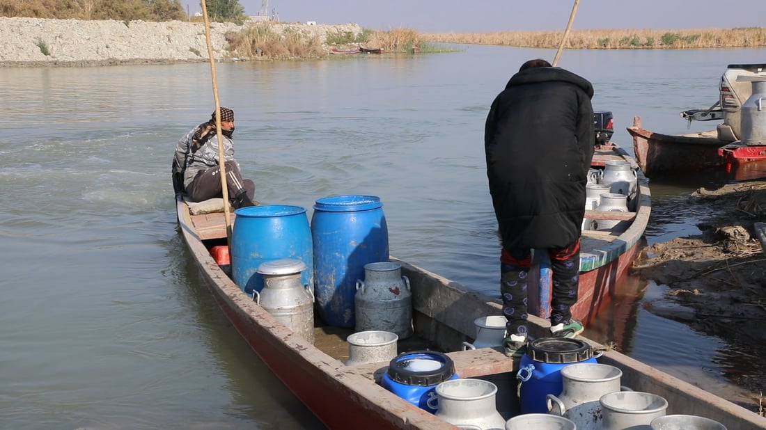 أهوار الجبايش: حليب الجاموس يقفز 60 %.. تراجع العلف والإنتاج (صور)