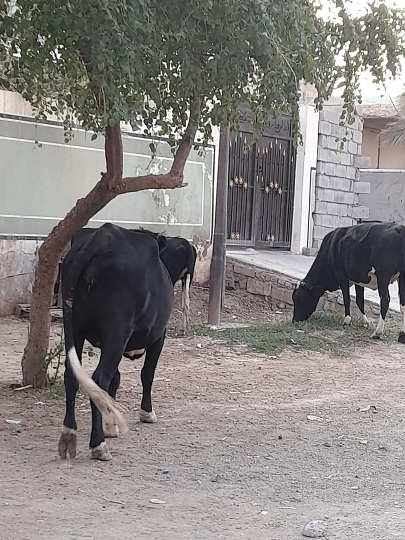 المقدادية: أبقار الوجيهية في كل مكان.. والسكان يطالبون بـ”اعتقالات”! (صور)