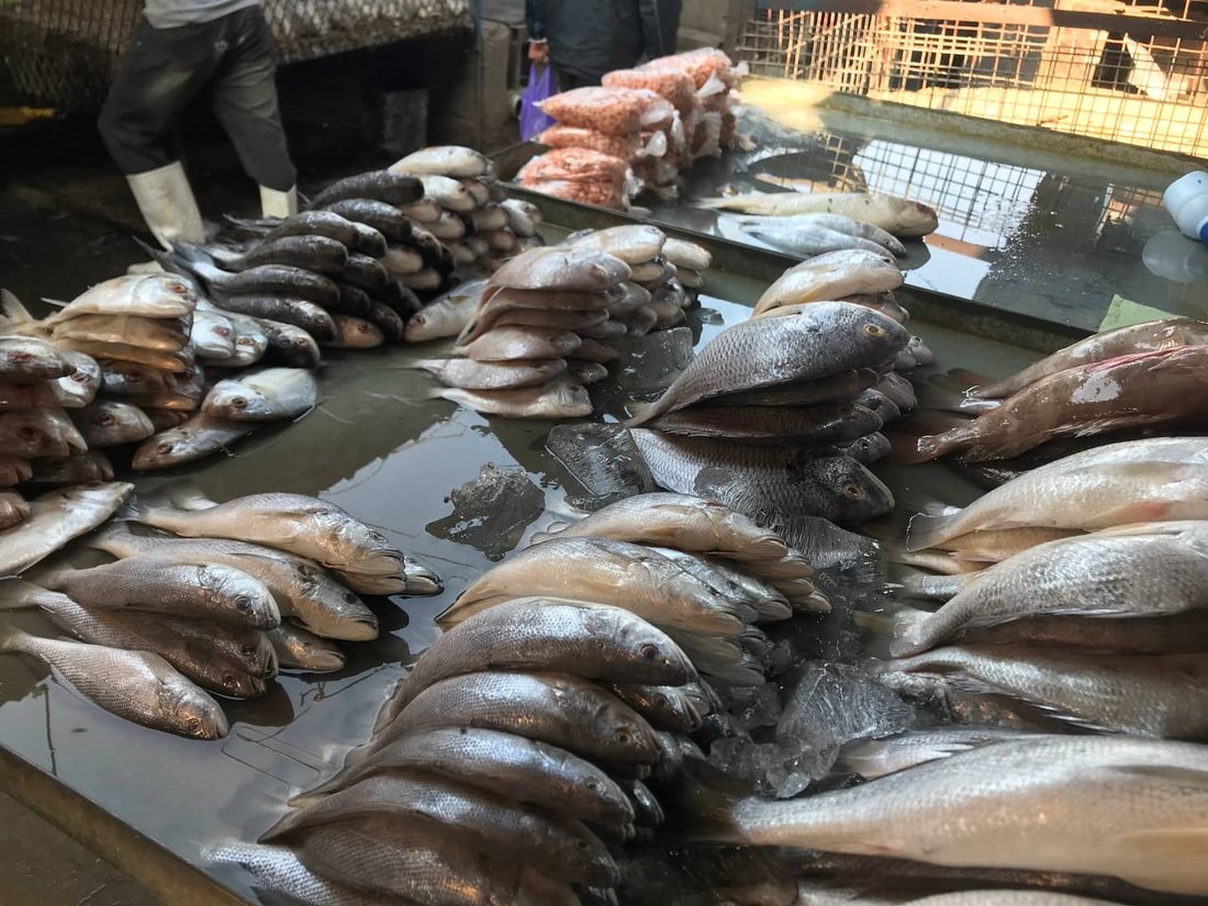 بحري النقعة ونهري البصرة القديمة.. الأسماك أغلى اليوم في سوق الزبير (صور)