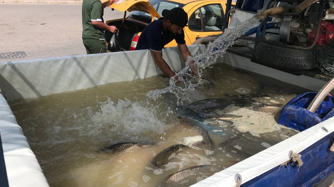 الكوت: أسعار السمك ترتفع مع حصر خزين الأنهار بالاستخدام المنزلي ومنعها عن الأحواض