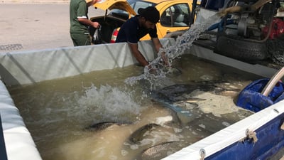 الكوت: أسعار السمك ترتفع مع حصر خزين الأنهار بالاستخدام المنزلي ومنعها عن الأحواض