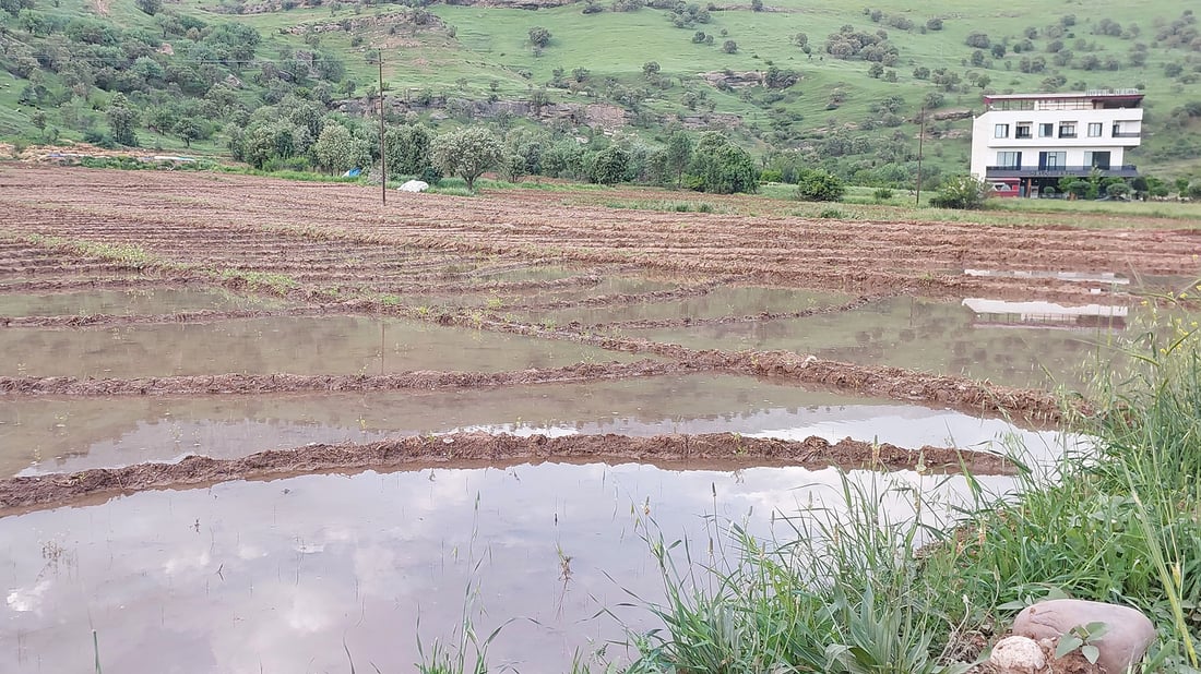 Rice planting begins in Amedi, but low rainfall expected to reduce acreage