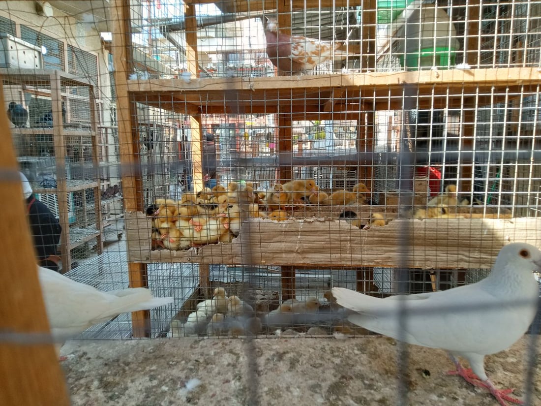 سوق الطيور في بغداد الجديدة.. نسخة من سوق الغزل وينافسه منذ السبعينات