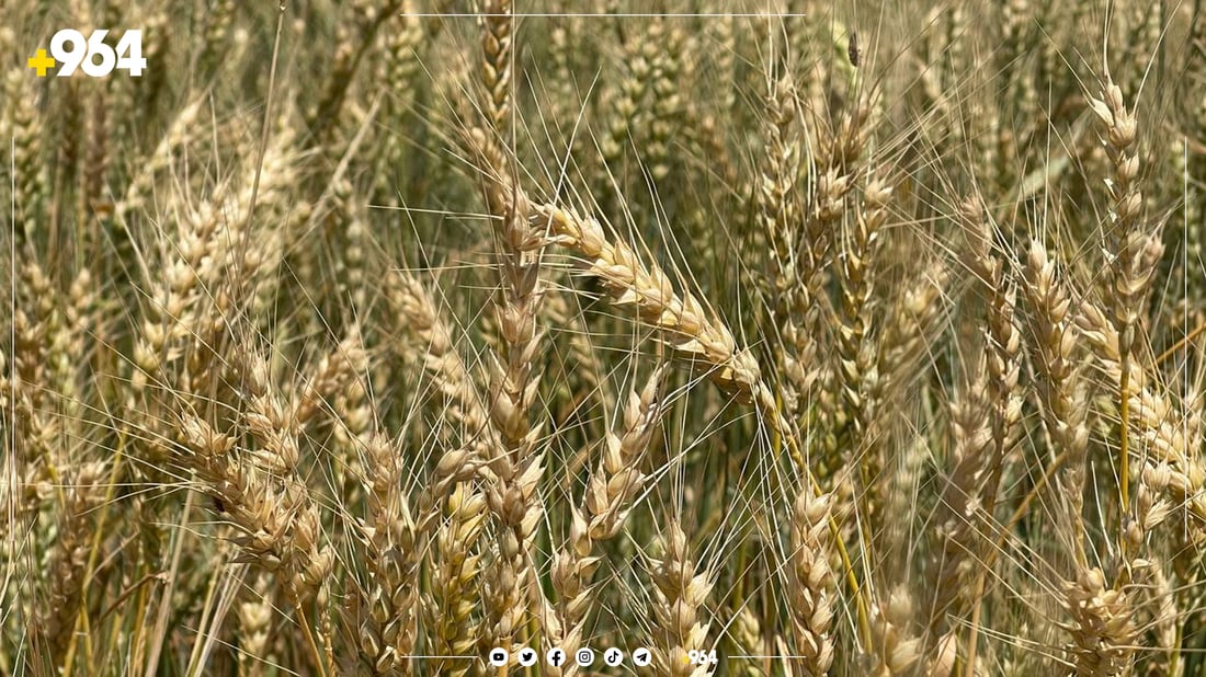 بەرهەمی باخ و رەزەکانی گەشتووەتە هەموو کوردستان