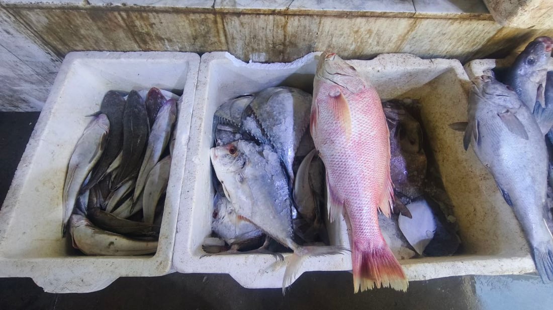 صور من مرسى الفاو: البحارة عادوا بأطنان من البياح والنويبي والروبيان