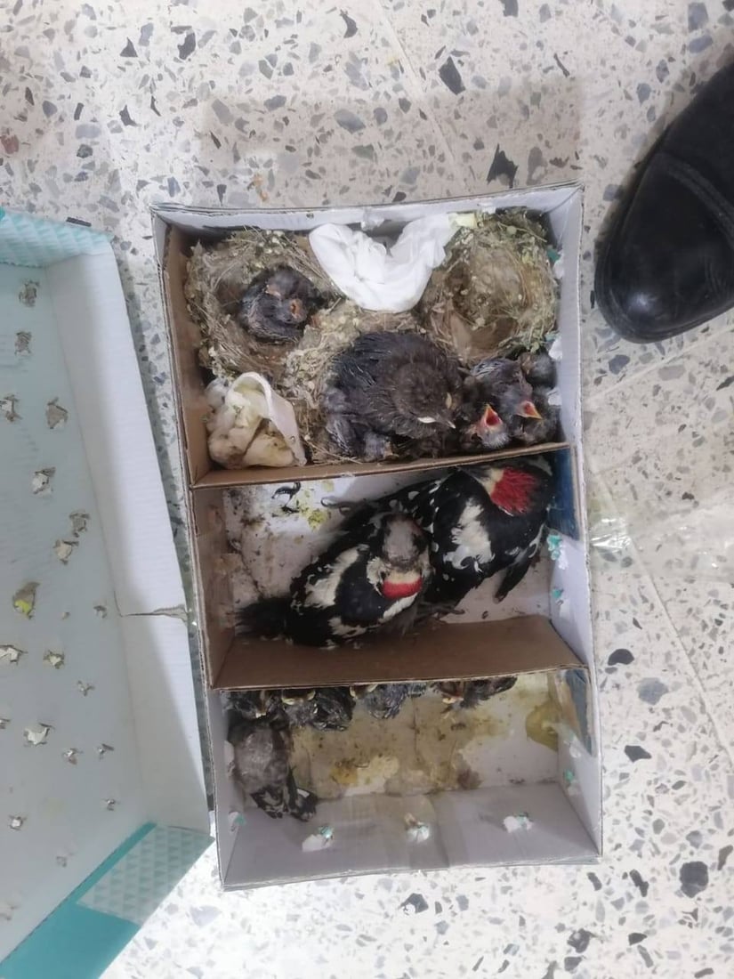 دوو کەس رەحمیان بە بێچووی باڵندەکانیش نەکرد؛ دەستگیر کران