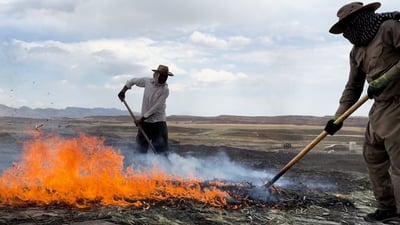 ساڵانە قەرەخەرمانێکی زۆر دەکەن و موشتەرییان لە بەریتانیا و ئەڵمانیاش هەیە