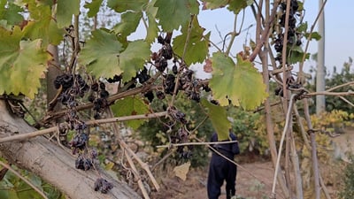 بێ کارەبایی چەندین باخچەی له‌ سەروچاوەی حەمامۆکى کۆیە بێ بەرهەم کردووە