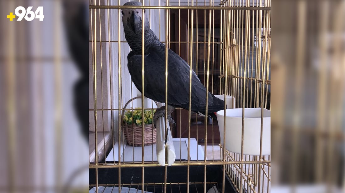 هەموو زاخۆ بەدوای بەبەغاکەدا دەگەڕێن