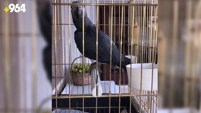 هەموو زاخۆ بەدوای بەبەغاکەدا دەگەڕێن