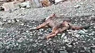 بۆ مریشک دزین چووە سەر گوندێک، بەڵام دوو سەگ تەختیان کرد