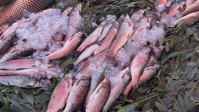 ماسی چەم و رووبارەکان نرخی حەوزەکانی دانەبەزاند