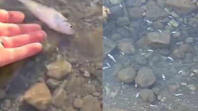 ژمارەیەکى زۆرى ماسى لە سەرچاوەى ئاوى تابین مەترسى لەناوچونیان لەسەرە