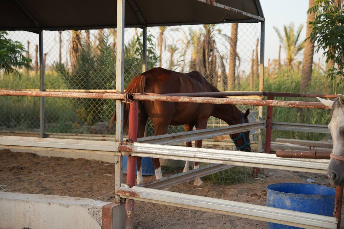 فحل خليجي أنيق يهجن خيول شمال البصرة.. علموا أولادكم عند “أسد”