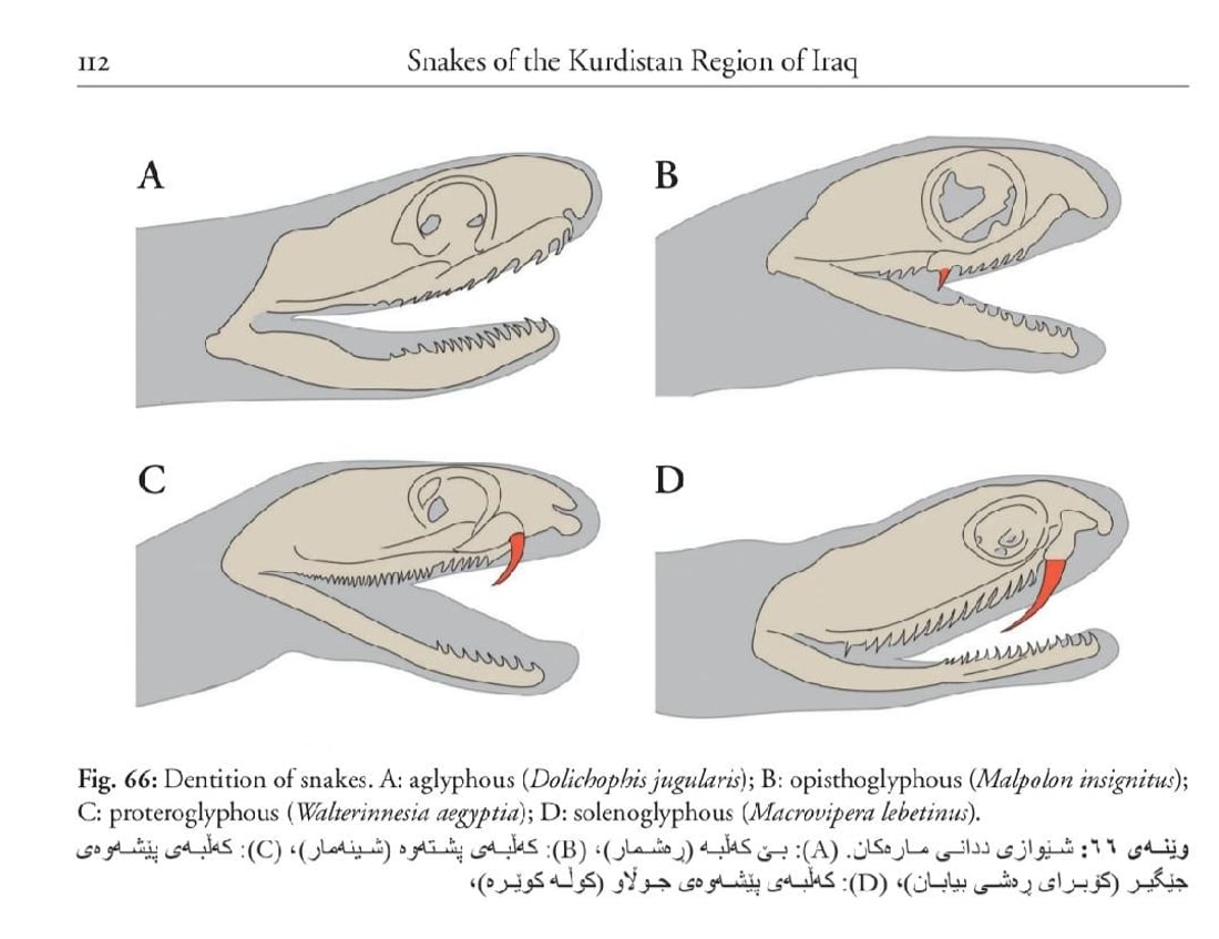 “ره‌شمار”ه‌ تێكئاڵاوه‌كان عاشق نین بەڵکو دوو مارى نێره‌ن و شه‌ڕ ده‌كه‌ن