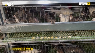 لە راپەڕین کوڵەفڕە خواستی زۆری لەسەرە