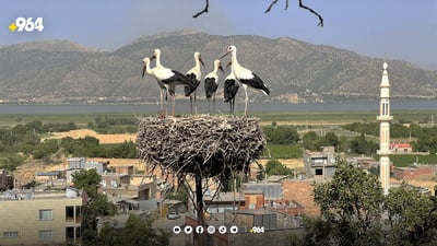 گوندێک جەژن بۆ هاتنەوەی حاجی لەقلەقەکان دەگێڕێت