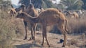 Drought forces Al-Samawah camel herders to abandon traditional grazing lands