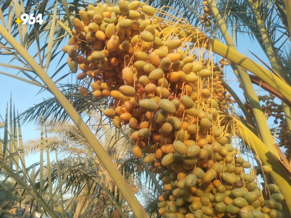 من كل مدينة نخلة نادرة.. بستان عمر الزوبعي يزرع 8 أصناف فقط ويقطف مبكراً (صور)