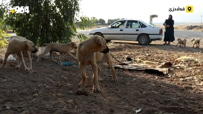 ژنێک بووەتە فریادڕەسی 10 بێچووە سەگی بێلانە