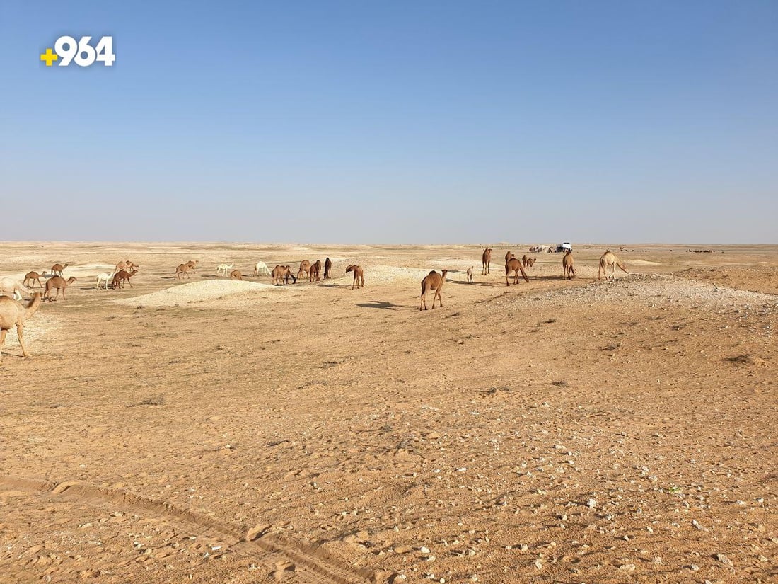 عرض الإبل مع الأغنام إهانة.. بدو المثنى يريدون مزاداً “للجودية” وسعرها 60 مليوناً