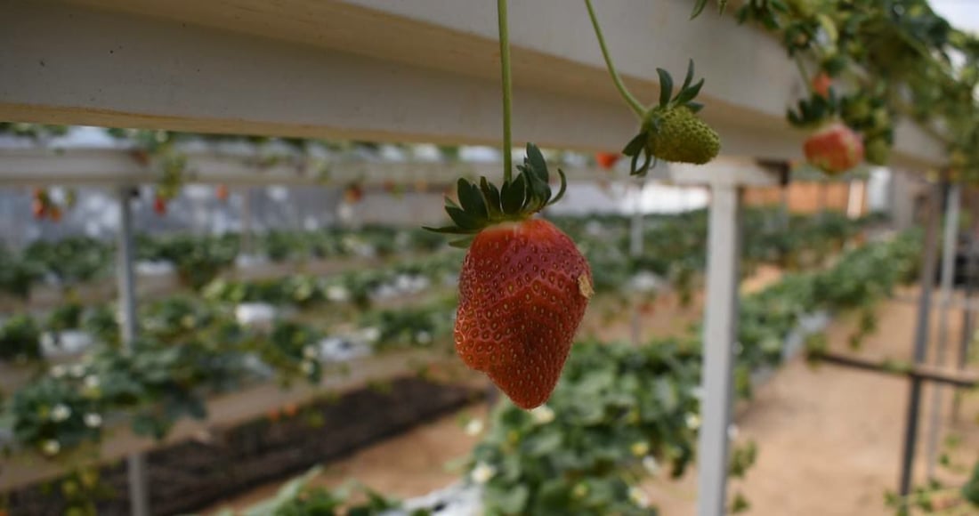 صور: جنائن فراولة “معلقة” في راوة على طريقة البابليين.. وجني الثمار بدأ