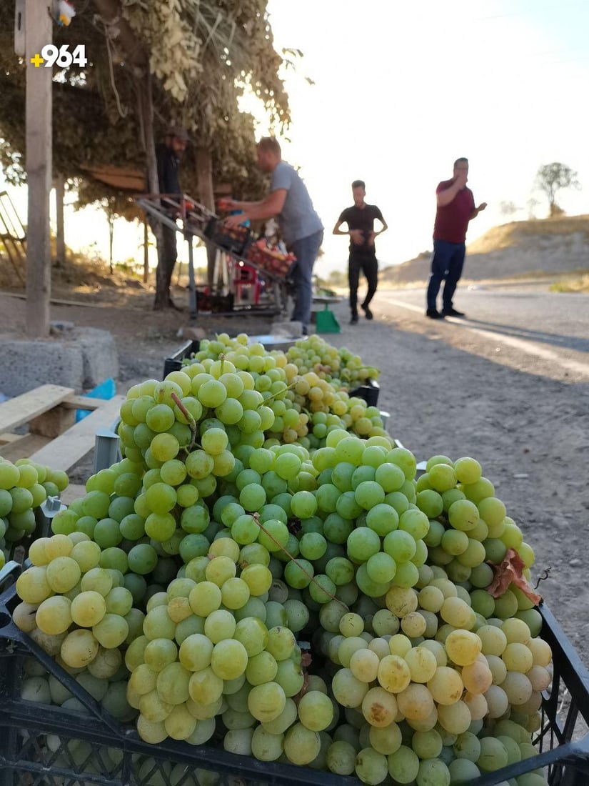 زراعة دهوك: رغم انخفاض إنتاج العنب 50% إلا أنه سيغطي حاجة كردستان